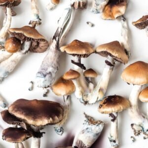 Dried Mushrooms