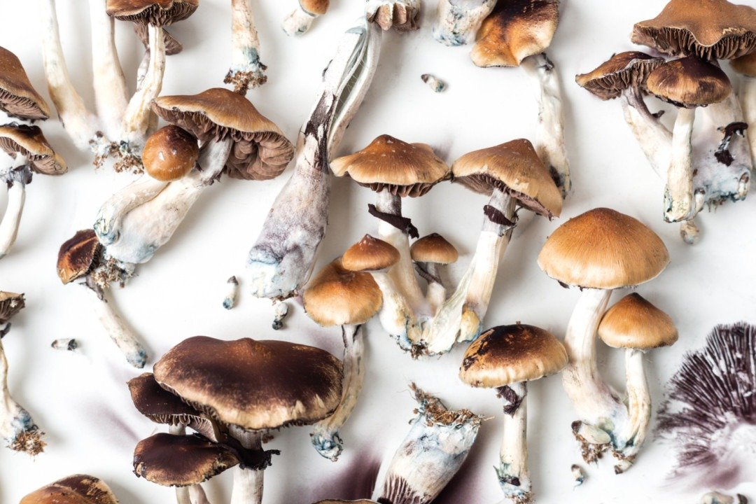 Dried Mushroom Delivery Texas Top-rated Mushroom Supplier