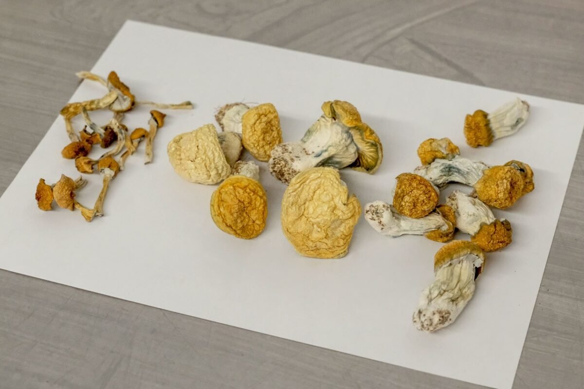 Order shrooms online Texas Fast and discreet delivery.