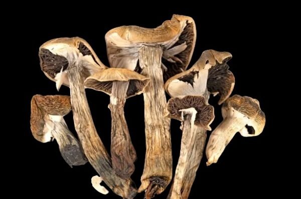 Vietnamese Psilocybe Cubensis Spores Fast Shipping Texas