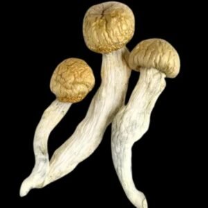 Buy Penis Envy Mushrooms In Texas
