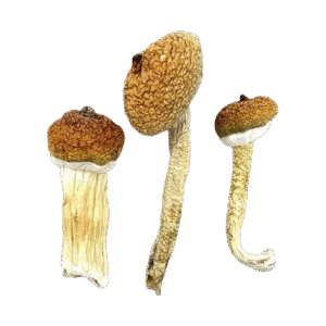 Order Blue Meanie Mushrooms Fast Shipping Texas
