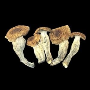 Buy Handmade Fungi Caps in Texas