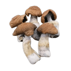 Buy Handmade Fungi Caps in Texas