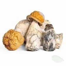 Buy Penis Envy Mushrooms In Texas