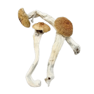 Local Hillbilly Mushroom Vendors in Texas