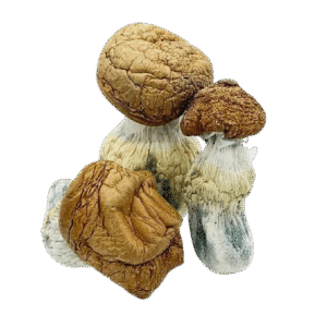 Order Puerto Rican Mushrooms Delivery in Texas
