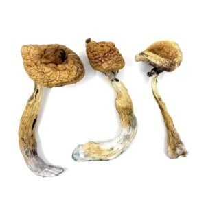 Buy Golden Teacher Mushrooms Magic kits for sale Texas