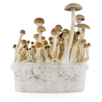 Buy psychedelic mushrooms discreetly fast delivery in Texas